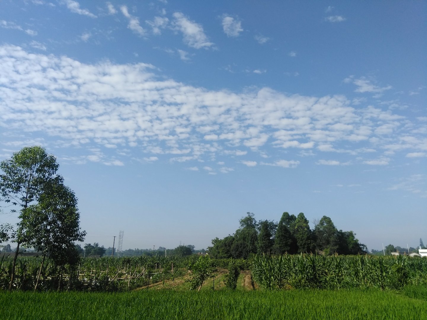 长台镇最新天气预报