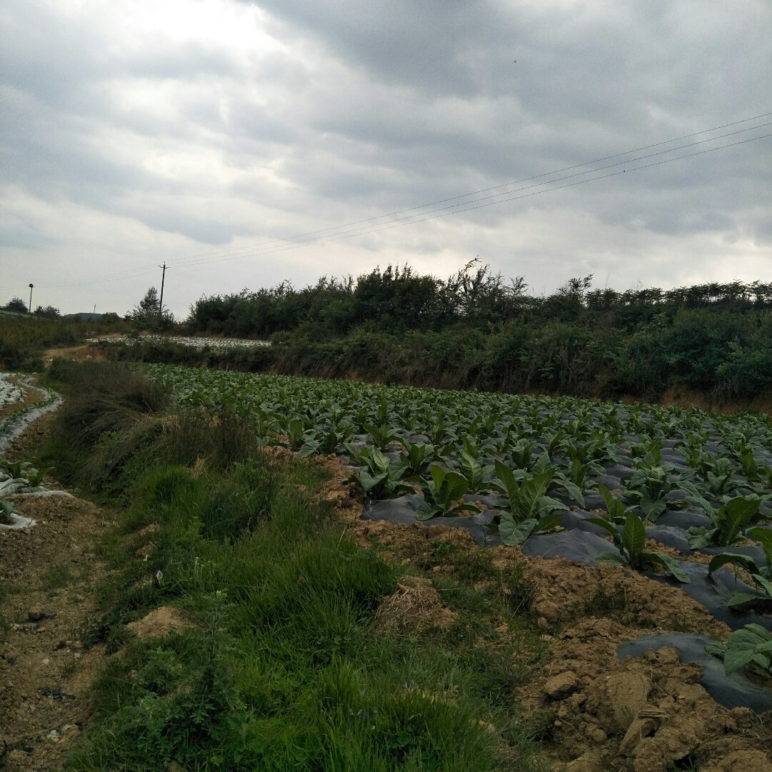 先化村天气预报最新详解