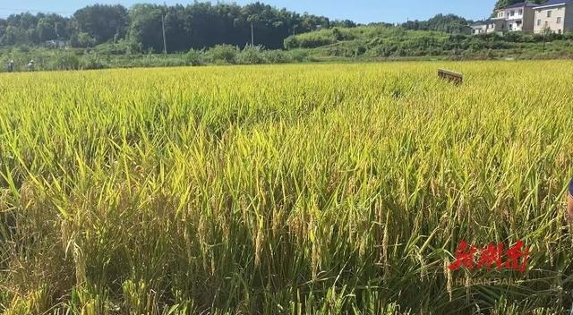 茶陵县红色农场天气预报更新通知