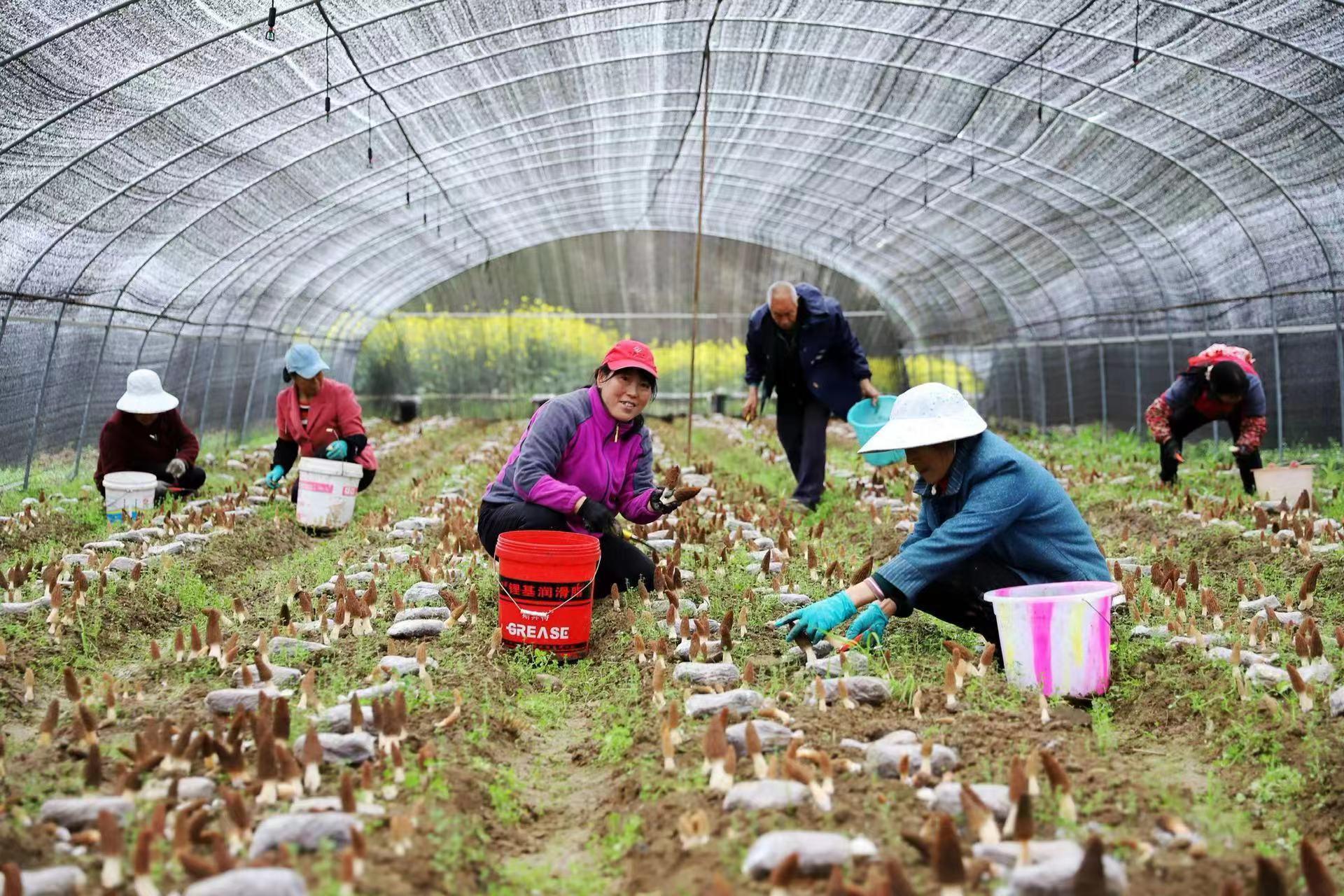 羊木镇社区最新动态报道