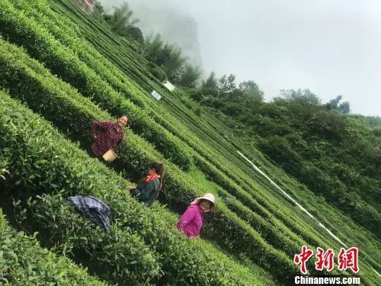 岩茶乡最新天气预报通知