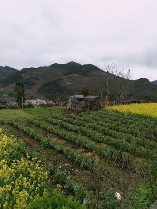 板山坪镇天气预报更新通知