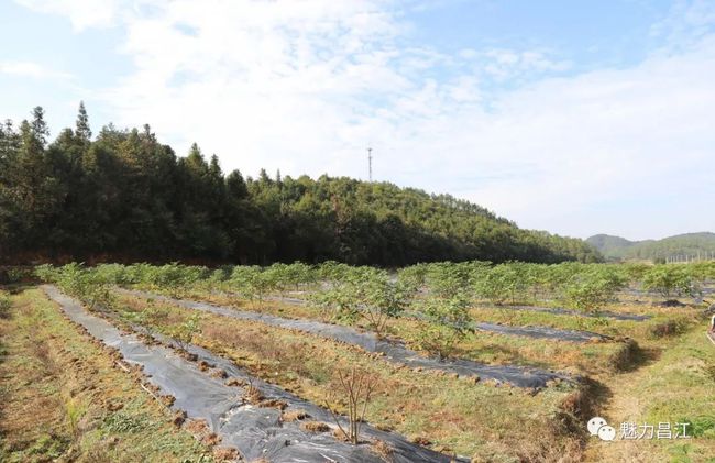 芦源林场绿色发展新篇章，探索与实践最新项目