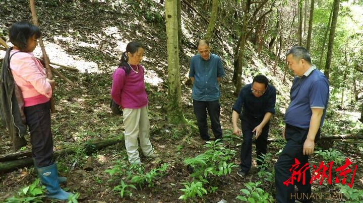 江华林业采育场最新交通动态报道