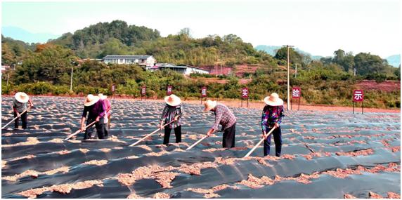 象市镇最新新闻报道概览